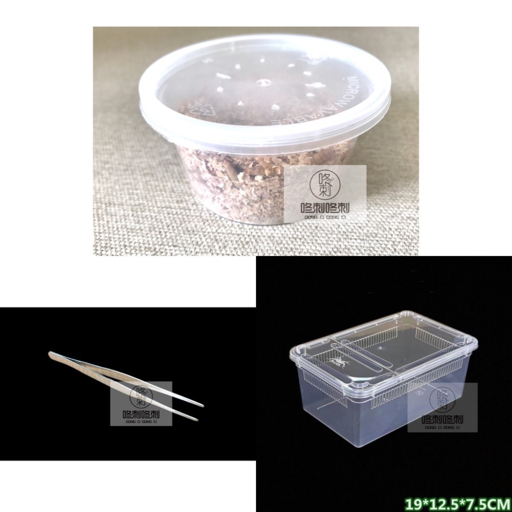 咚刺咚刺 新鮮麵包蟲 刺蝟 蜜袋鼯 鼠鼠 坐月子 營養補充 零食-規格圖6