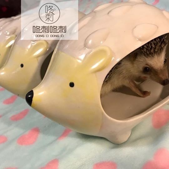 咚刺咚刺 刺蝟造型陶瓷窩 獨家首發開賣 寵物小屋 用品 陶瓷窩 涼窩-細節圖2