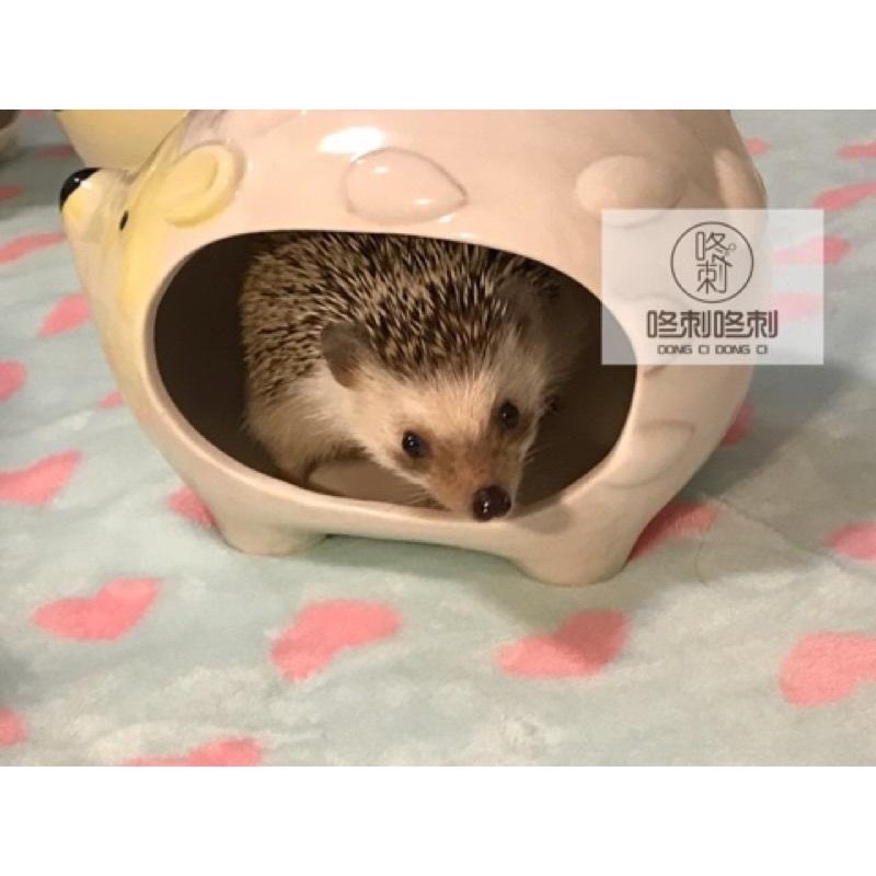 咚刺咚刺 刺蝟造型陶瓷窩 獨家首發開賣 寵物小屋 用品 陶瓷窩 涼窩-細節圖4