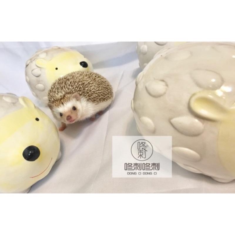 咚刺咚刺 刺蝟造型陶瓷窩 獨家首發開賣 寵物小屋 用品 陶瓷窩 涼窩-細節圖7
