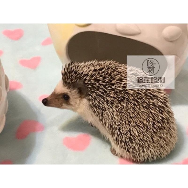 咚刺咚刺 刺蝟造型陶瓷窩 獨家首發開賣 寵物小屋 用品 陶瓷窩 涼窩-細節圖8