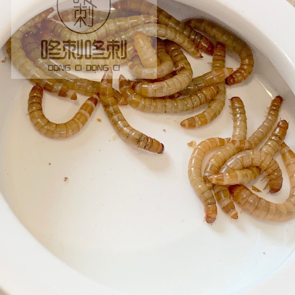 咚刺咚刺 活餌專用防逃食盆 防脫逃食盆 刺蝟 蜜袋鼯 鼠鼠 蜥蜴 守宮 蜘蛛-細節圖2