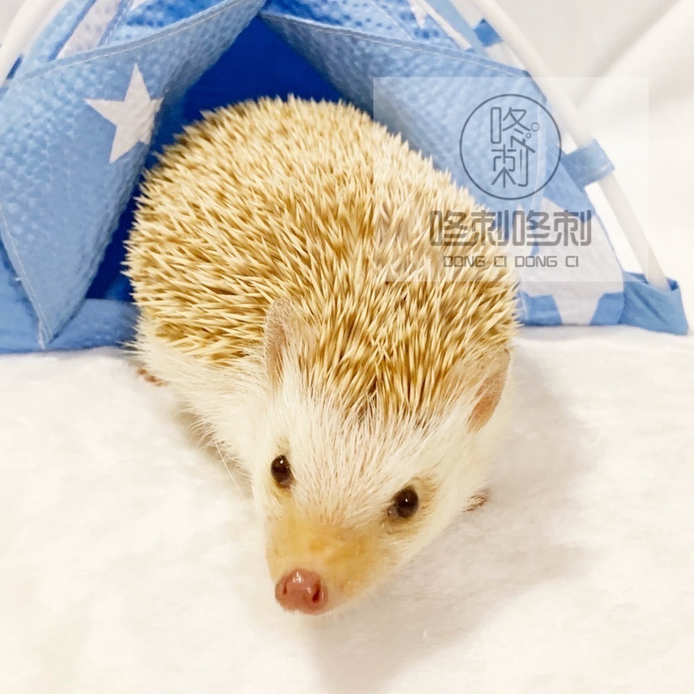 咚刺咚刺 超高質感刺蝟帳篷 刺蝟窩窩 冬夏兩用 刺蝟 保暖窩 造型窩 睡窩 睡袋 門簾帳篷-細節圖2