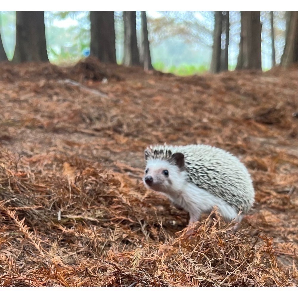 咚刺咚刺 客訂商品 客訂商品-細節圖2