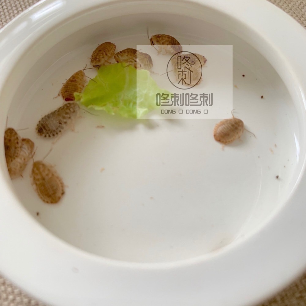 咚刺咚刺 黃金杜比亞 活體 高級活餌 刺蝟 蜜袋鼯 守宮 澤龜 蜥蜴 烏龜 紅龍魚 零食 麵包蟲 蟋蟀 營養 增胖 增肥-細節圖2