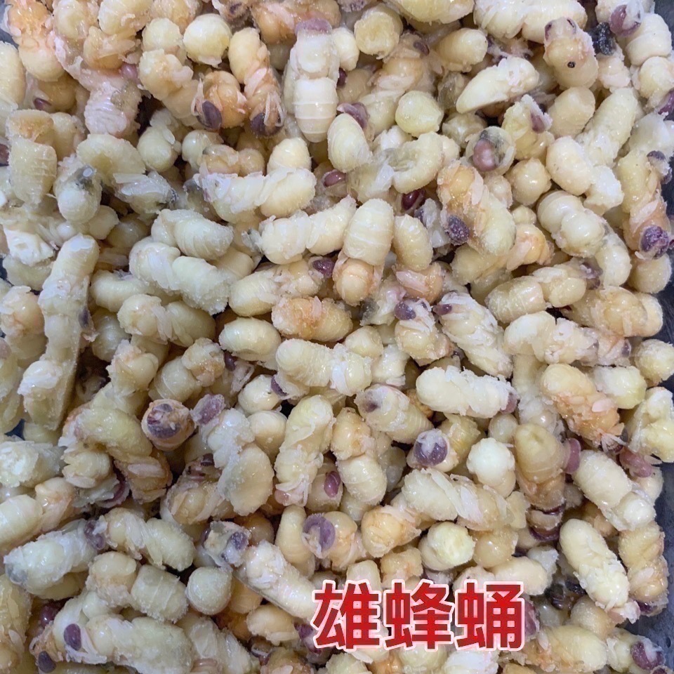 咚刺咚刺🦔の好吃好吃食堂 刺蝟鮮食 蜜袋鼯鮮食 冷凍鮮食 虎頭蜂蛹 蜂蟲 雄蜂蛹 黑肚 營養 增肥 增胖-細節圖3