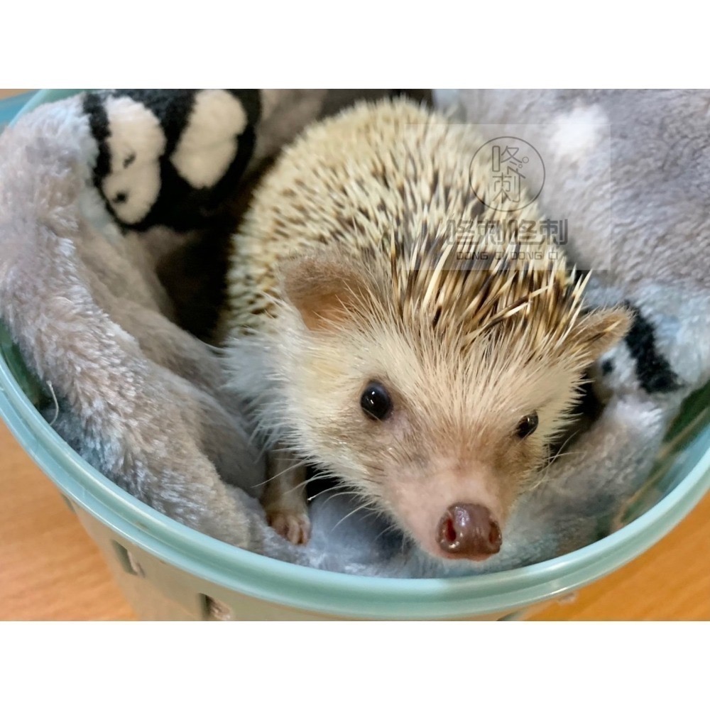 咚刺咚刺 刺蝟 蜜袋鼯 鼠鼠 日本IRIS 外出提籠（附水瓶）外出包 外出籠-細節圖6