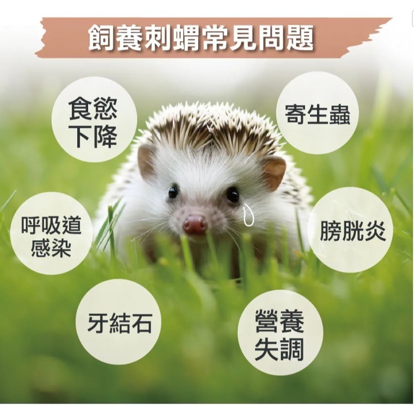 咚刺咚刺 刺蝟益生菌+益生元-腸胃2菌配方(刺蝟保健/營養補充)-細節圖3