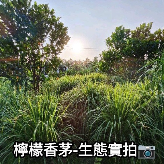 阿晟農場🌾新鮮檸檬香茅-細節圖3