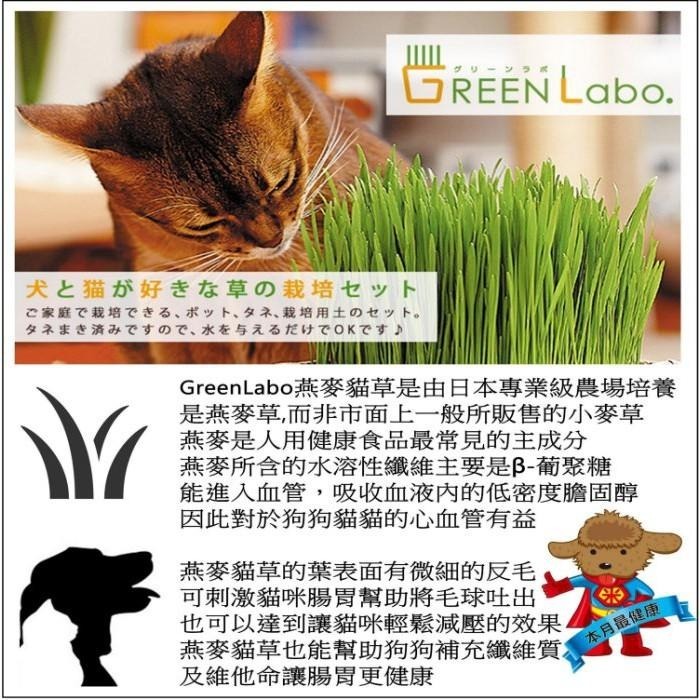 ❖三吉米熊❖【寵物燕麥草DIY盒裝 | 日本GREENLABO】天然化毛膏_調理腸胃_紓壓_補充營養_吐毛球_貓咪零食-細節圖2