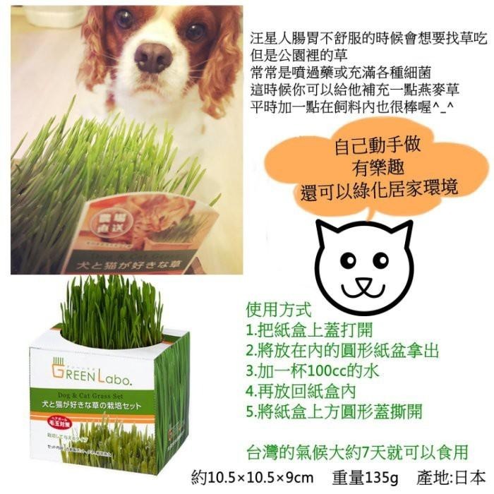 ❖三吉米熊❖【寵物燕麥草DIY盒裝 | 日本GREENLABO】天然化毛膏_調理腸胃_紓壓_補充營養_吐毛球_貓咪零食-細節圖3