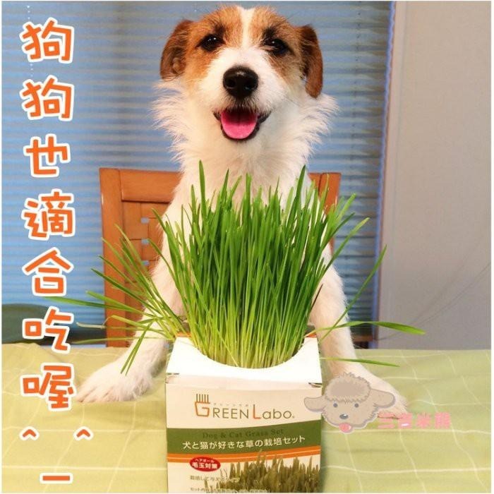 ❖三吉米熊❖【寵物燕麥草DIY盒裝 | 日本GREENLABO】天然化毛膏_調理腸胃_紓壓_補充營養_吐毛球_貓咪零食-細節圖6