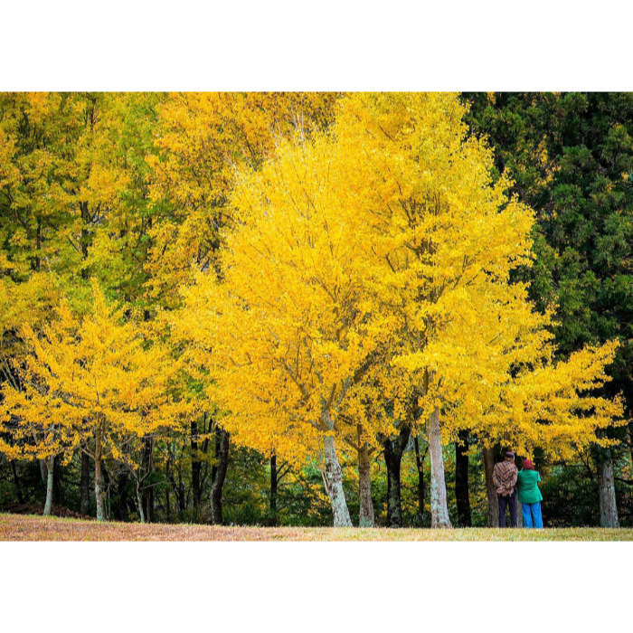 [Peralta 普羅走踏]  台灣風景明信片 苗栗、台中、南投-規格圖2