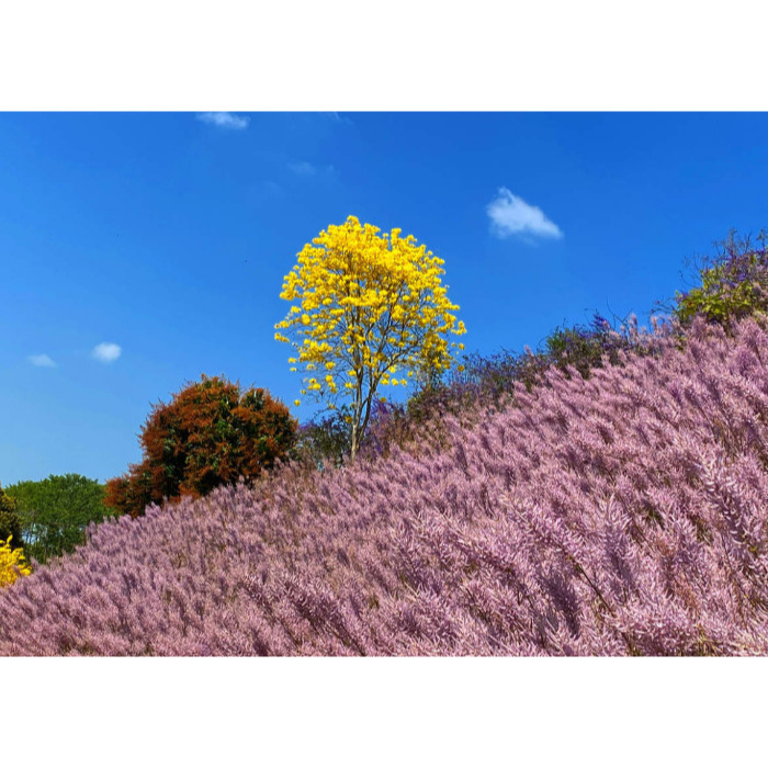 [Peralta 普羅走踏]  台灣風景明信片 苗栗、台中、南投-規格圖2
