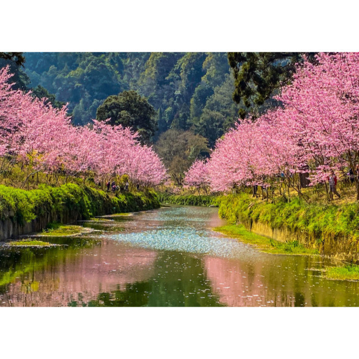 杉林溪櫻花（1）