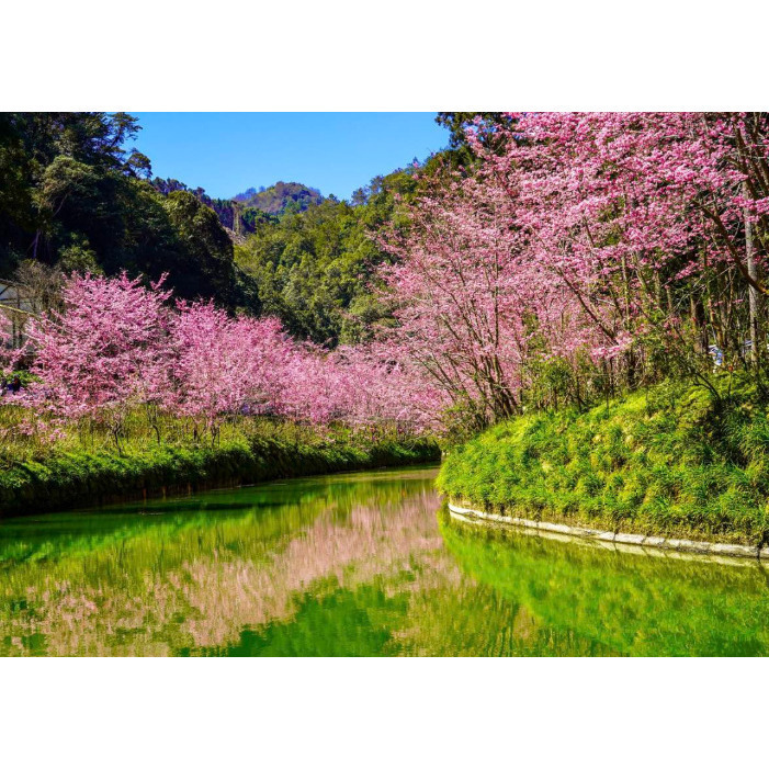 杉林溪櫻花（2）