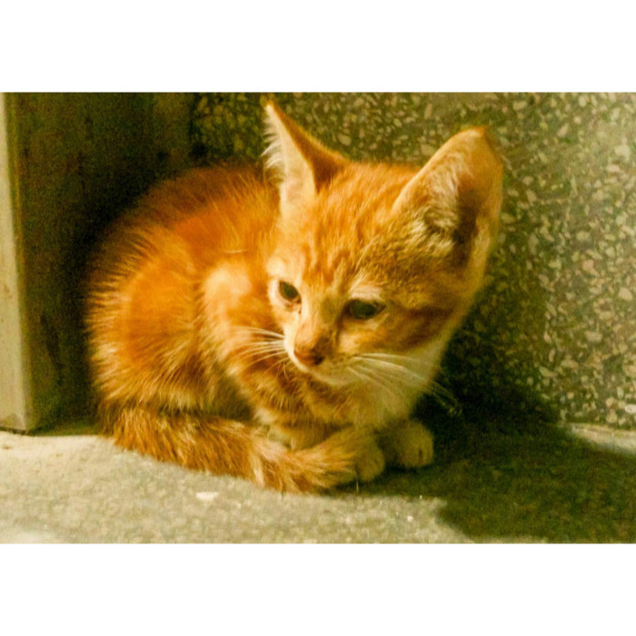 [Peralta 普羅走踏]  台灣風景明信片 宜蘭、花蓮、台東-規格圖2