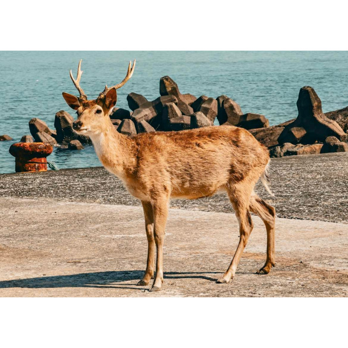 [Peralta 普羅走踏]  台灣風景明信片  澎湖、馬祖-規格圖2