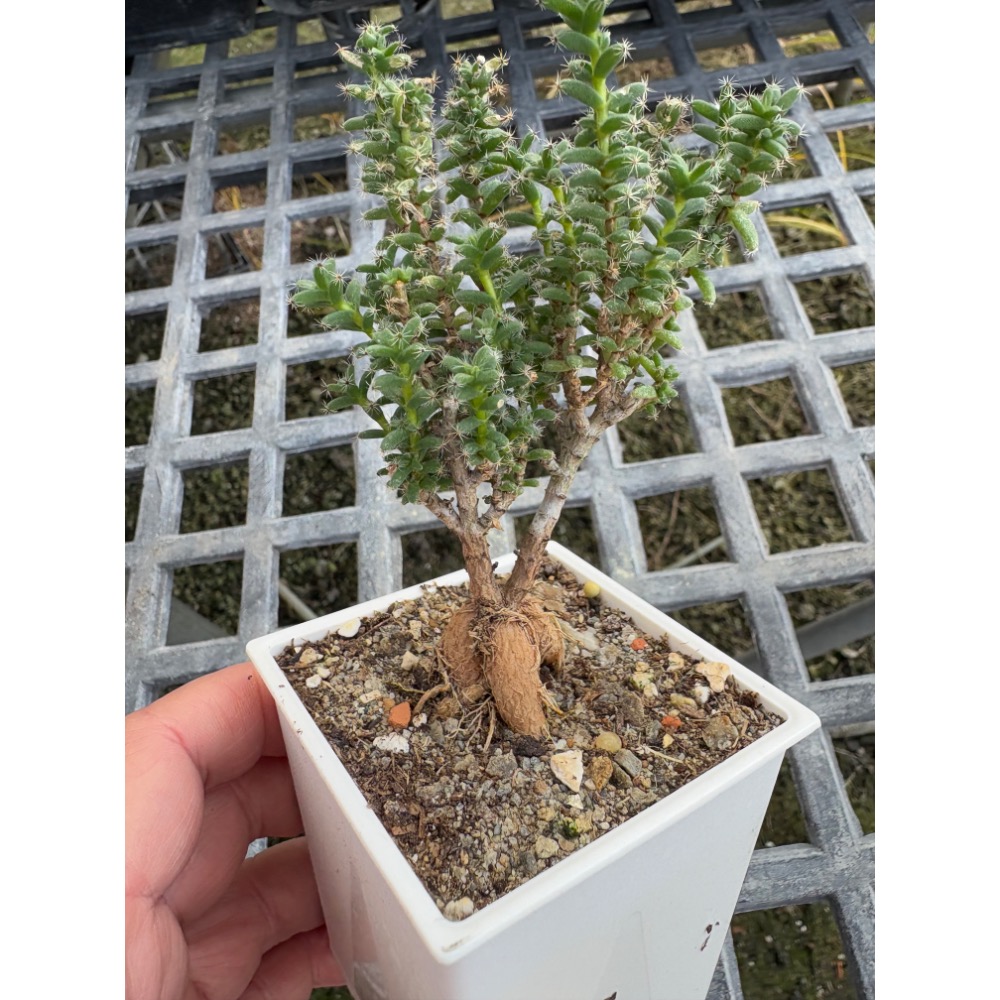 3吋盆姬紅小松/3年生-細節圖2