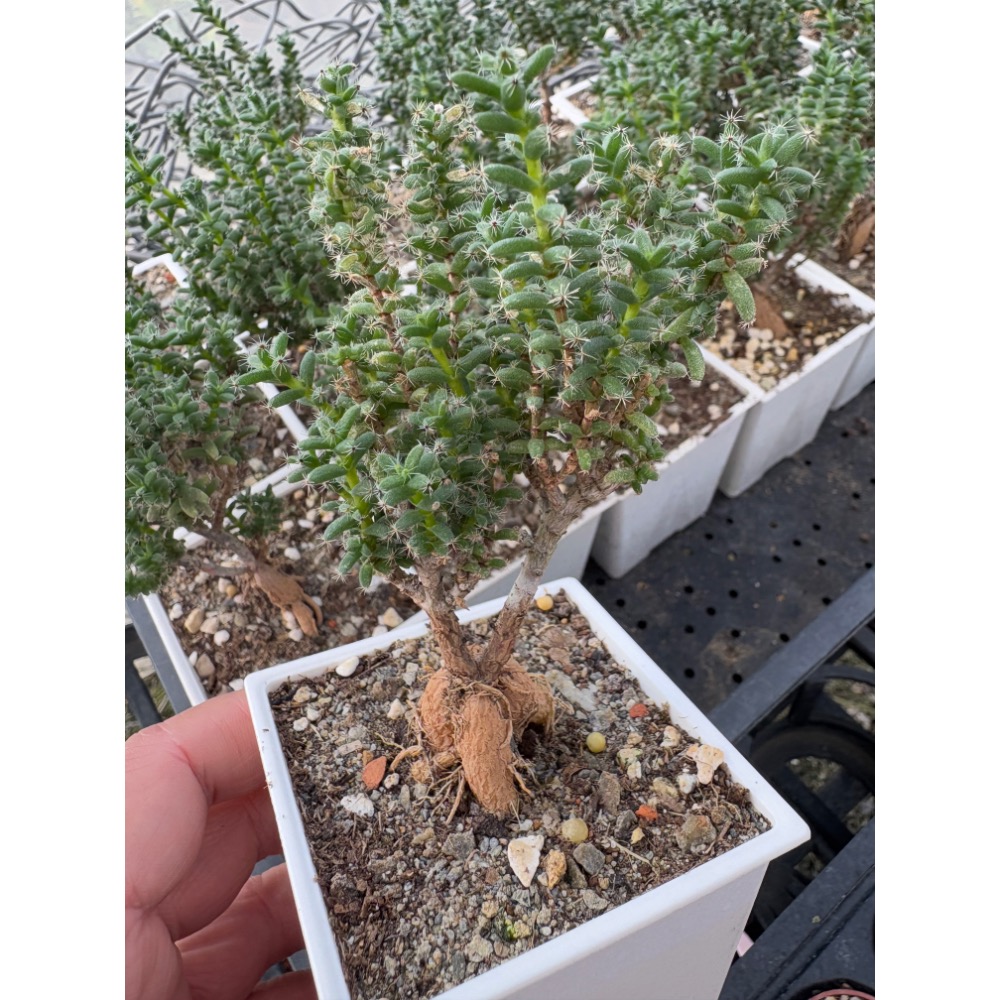 3吋盆姬紅小松/3年生-細節圖3