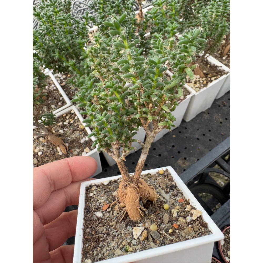 3吋盆姬紅小松/3年生-細節圖4