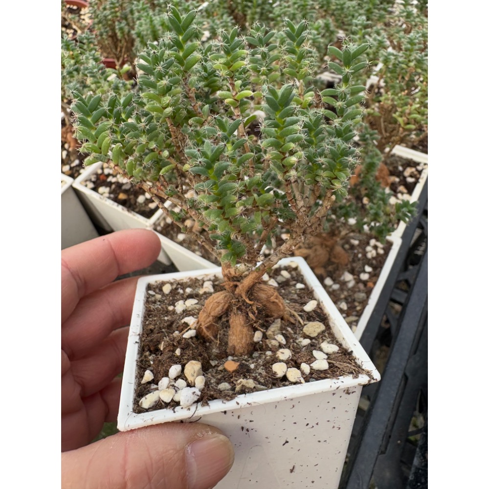 3吋盆姬紅小松/3年生-細節圖5