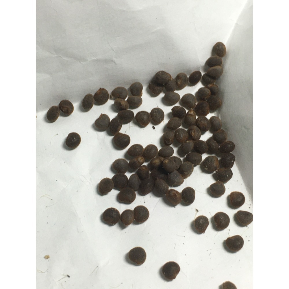 紅紫蘇 / 黃蜀葵 種子-細節圖3