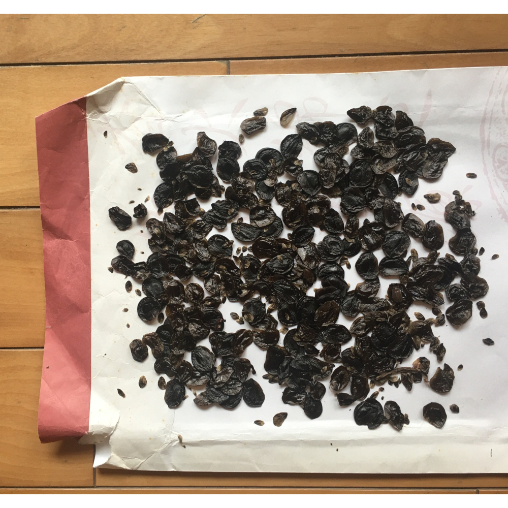 新鮮 艾草 一份約10多根 / 乾燥艾草 一把 (無農藥 可煮茶) / 孤挺花 種子 一份 (數量為照片中的一半)-細節圖3