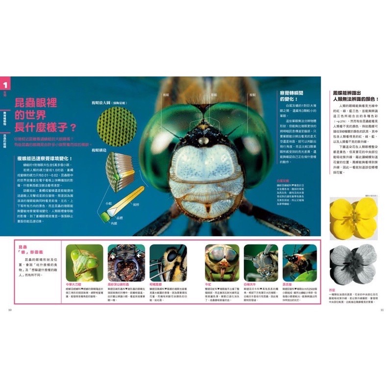 中小學生必讀科學常備用書：NEW全彩圖解觀念生物、地球科學、化學、物理（全套4冊）-細節圖2
