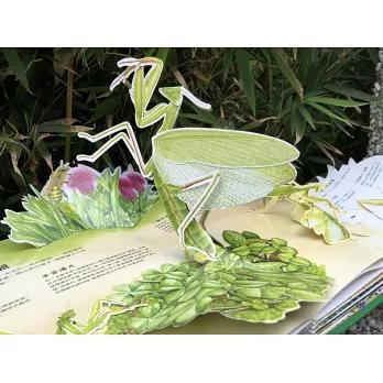 法布爾昆蟲記立體書 一場觸覺、視覺、聽覺與嗅覺的多重感官饗宴-細節圖2