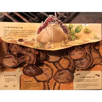 法布爾昆蟲記立體書 一場觸覺、視覺、聽覺與嗅覺的多重感官饗宴-細節圖3