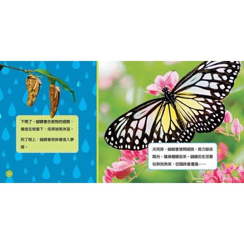 精裝 國家地理幼幼探險家  中英對照 蝴蝶的冒險（中英雙語） Explore My World Butterflies-細節圖4