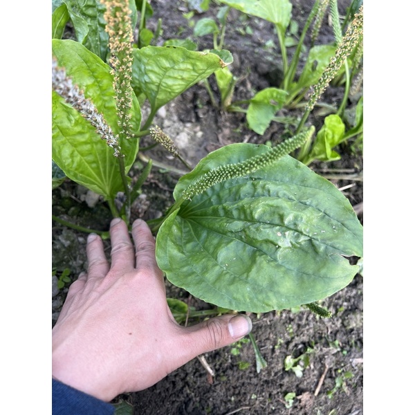 特賣中~陸龜食糧 車前草葉，鮮採鮮出 兔子食糧~-細節圖4