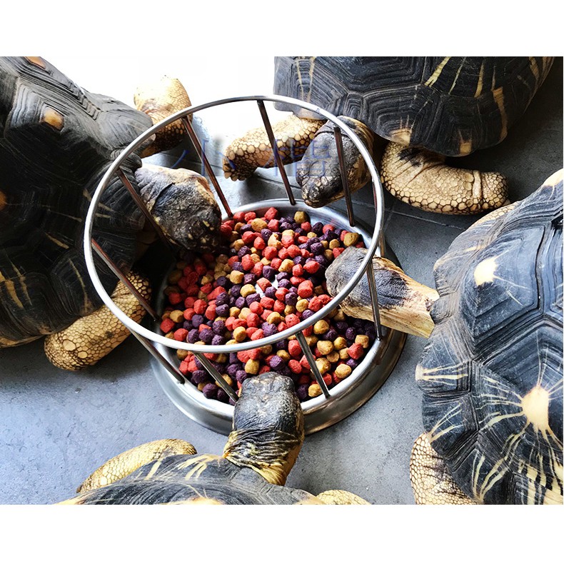 鮮果陸龜飼料 陸龜食糧  亞達 紅腿 櫻桃 赫曼 蘇卡達 象龜 飼料 降低臭味-細節圖4