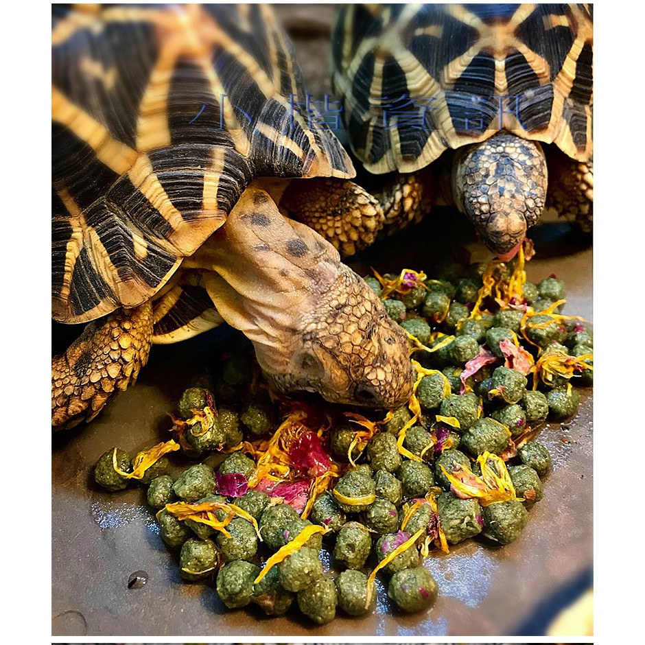 仙人掌花草 陸龜飼料 亞達 紅腿 櫻桃 赫曼 蘇卡達 象龜 飼料 降低臭味-細節圖3