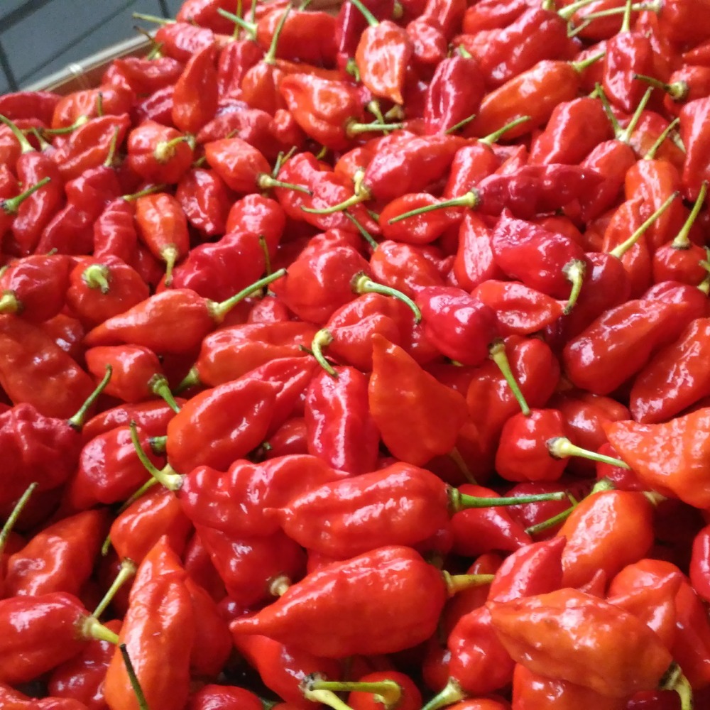 自種辣椒~純手工丁香魚乾辣椒醬(鬼椒大辣款、愛吃小辣款)-細節圖4