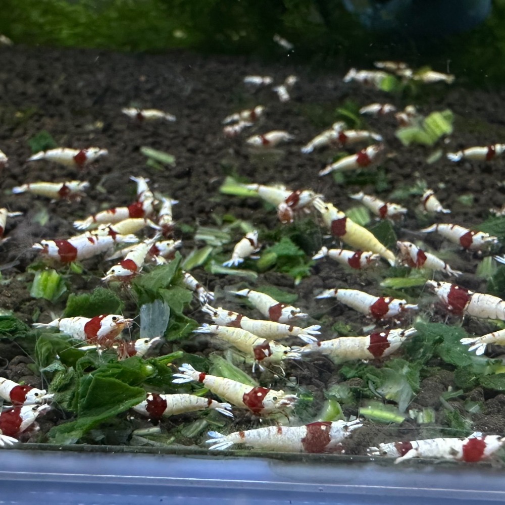 【光欣蝦舍水族】（菠之食）觀賞蝦飼料.天然菠菜乾飼料1顆2元.水晶蝦.米蝦.蘇蝦.異型.螯蝦.烏龜.螺等，水族飼料-細節圖3