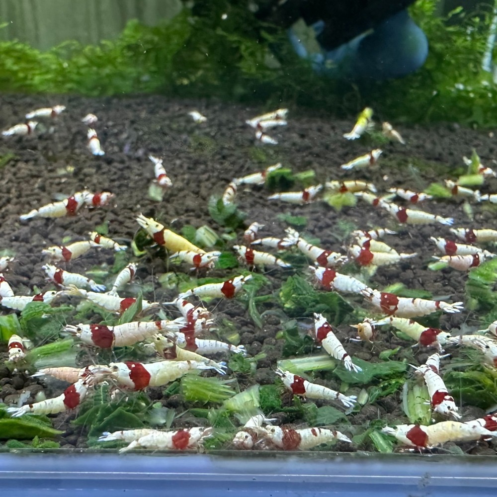 【光欣蝦舍水族】（菠之食）觀賞蝦飼料.天然菠菜乾飼料1顆2元.水晶蝦.米蝦.蘇蝦.異型.螯蝦.烏龜.螺等，水族飼料-細節圖4