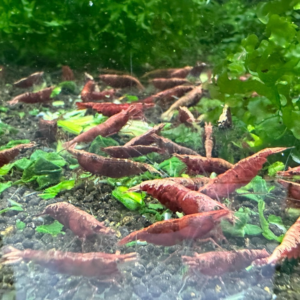 【光欣蝦舍水族】（菠之食）觀賞蝦飼料.天然菠菜乾飼料1顆2元.水晶蝦.米蝦.蘇蝦.異型.螯蝦.烏龜.螺等，水族飼料-細節圖5