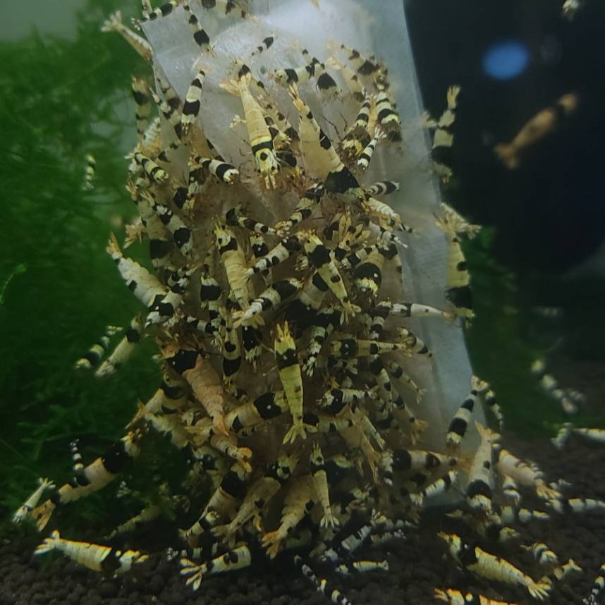 【光欣蝦舍水族】《神之餌滷包》水族觀賞蝦米蝦.水晶蝦微生物滷包·異型滷包，蝦飼料，假期飼料，觀賞魚飼料。買10包送1包-細節圖4