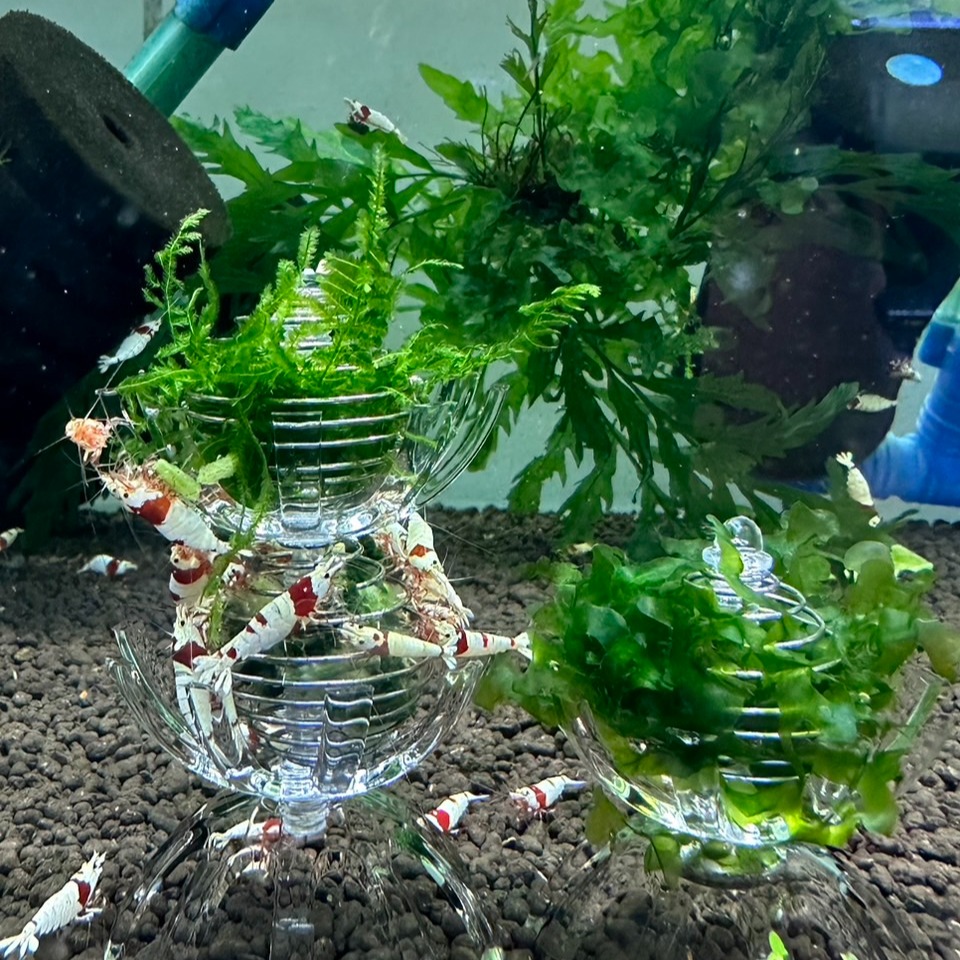 【光欣蝦舍水族】<菠之籠>多功能菠之食水族飼料餵食籠  水草裝飾籠，水族水草觀賞蝦.觀賞魚.觀賞螺用-細節圖6