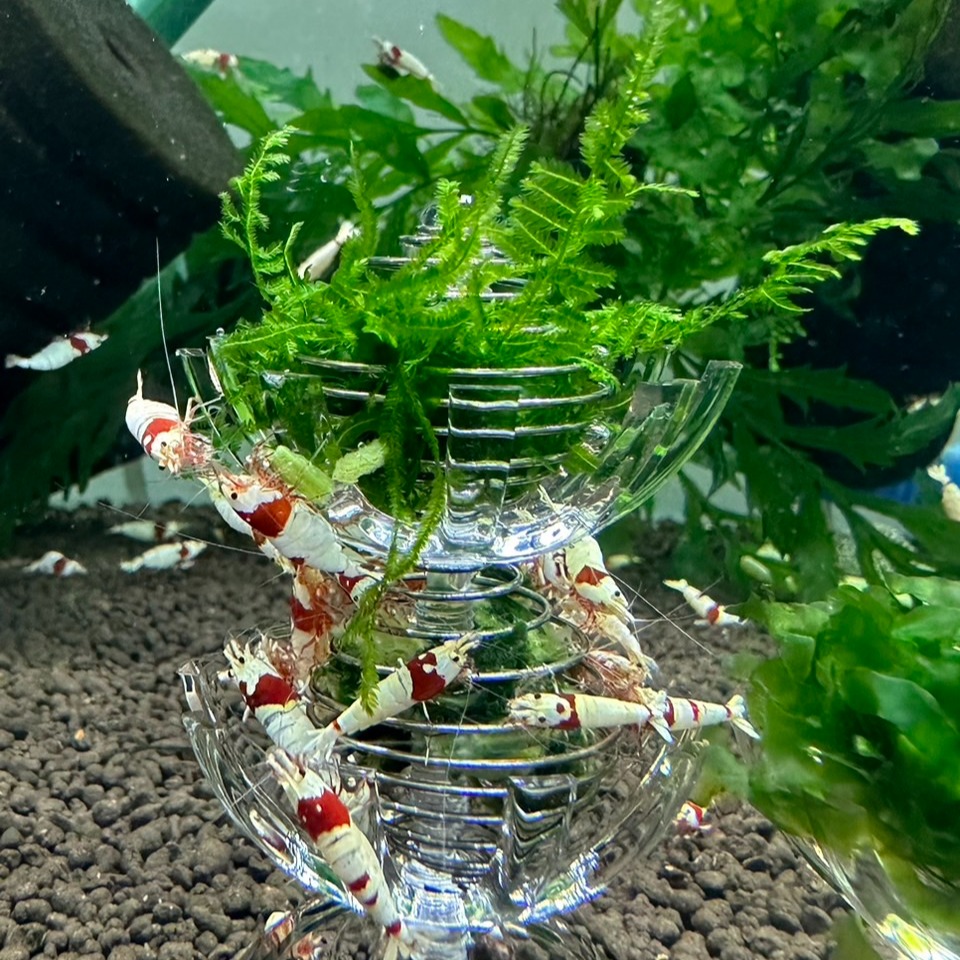 【光欣蝦舍水族】<菠之籠>多功能菠之食水族飼料餵食籠  水草裝飾籠，水族水草觀賞蝦.觀賞魚.觀賞螺用-細節圖7