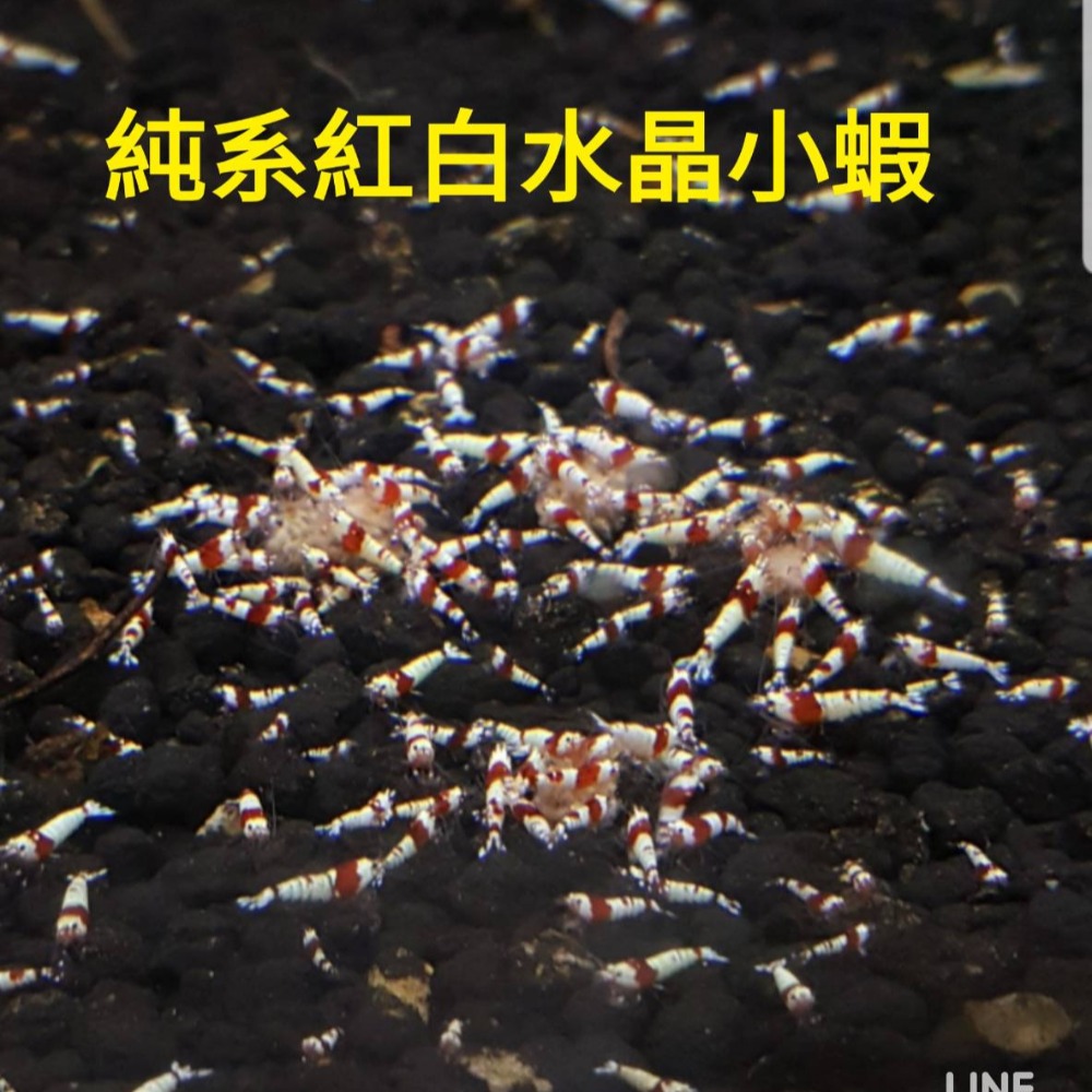 【光欣蝦舍水族】高級釣餌海鮮飼料S級純係紅白水晶蝦飼料.SS級純血厚殼紅白水晶蝦飼料-細節圖4