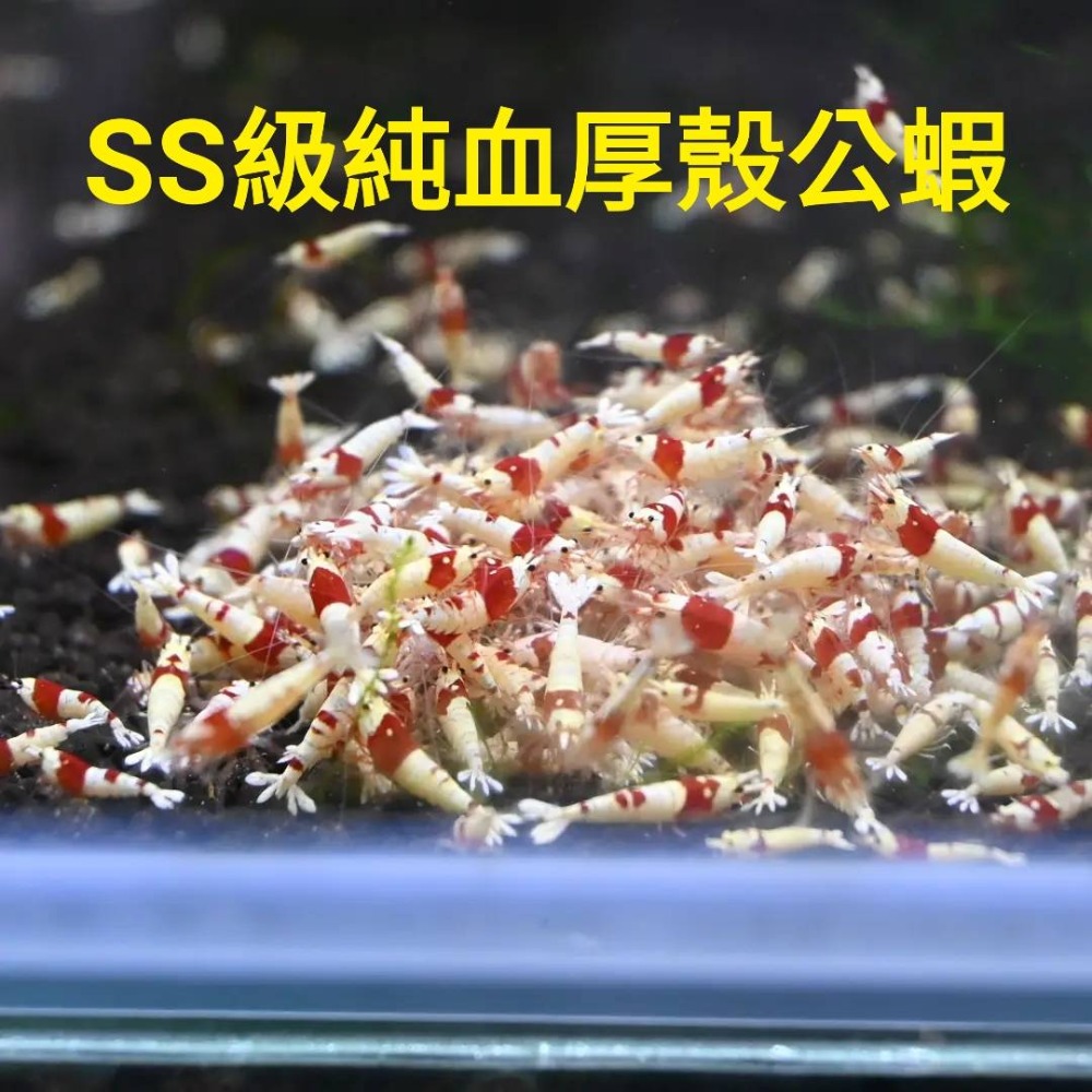 【光欣蝦舍水族】高級釣餌海鮮飼料S級純係紅白水晶蝦飼料.SS級純血厚殼紅白水晶蝦飼料-細節圖5