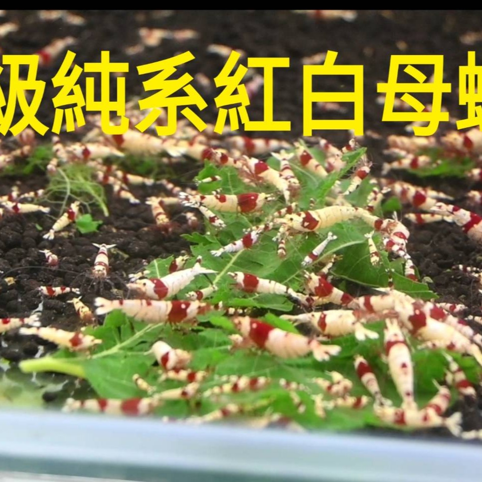 【光欣蝦舍水族】高級釣餌海鮮飼料S級純係紅白水晶蝦飼料.SS級純血厚殼紅白水晶蝦飼料-細節圖6