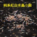 【光欣蝦舍水族】高級釣餌海鮮飼料S級純係紅白水晶蝦飼料.SS級純血厚殼紅白水晶蝦飼料-規格圖7