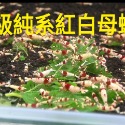 【光欣蝦舍水族】高級釣餌海鮮飼料S級純係紅白水晶蝦飼料.SS級純血厚殼紅白水晶蝦飼料-規格圖7