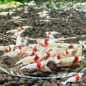 純血厚殼紅白母蝦