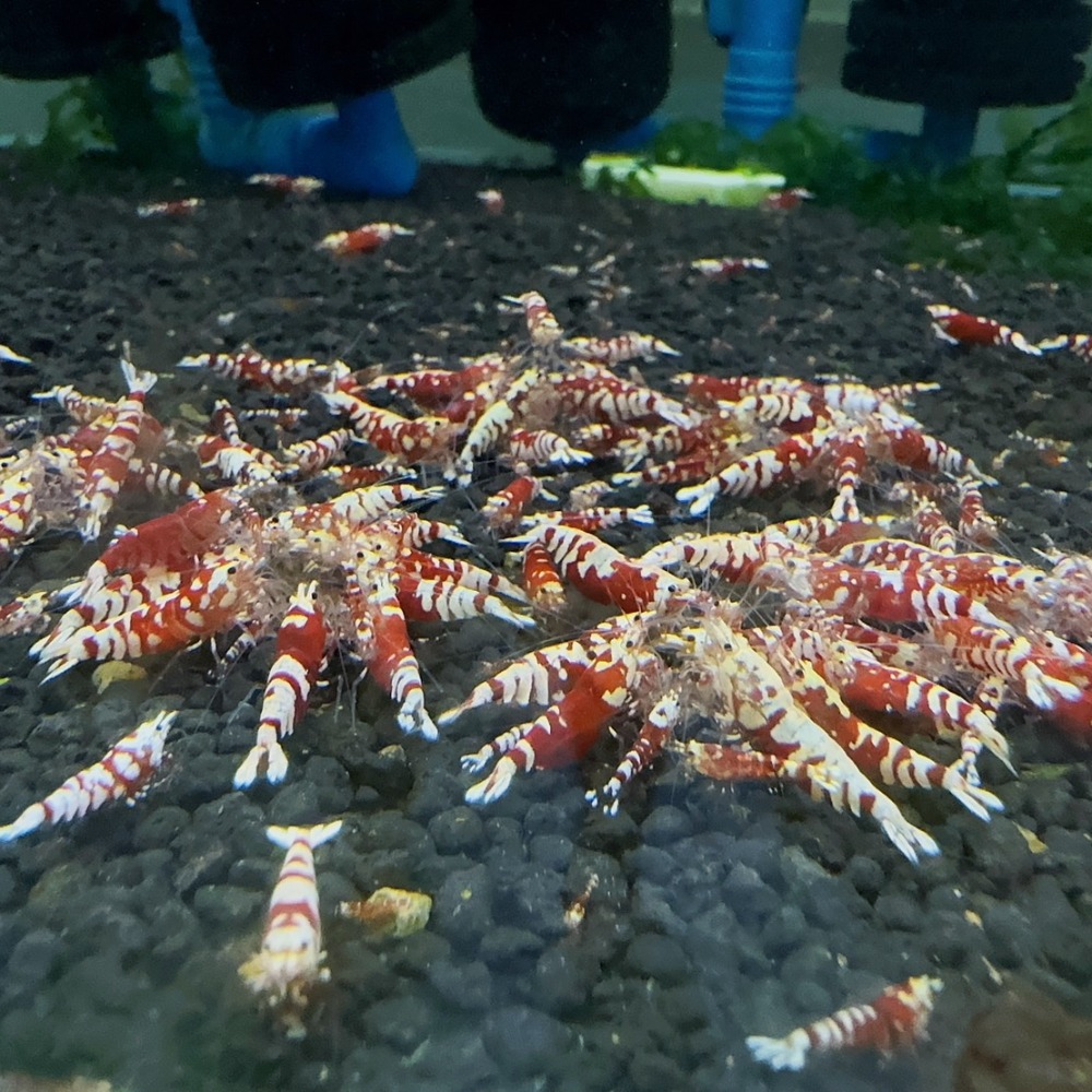 【光欣蝦舍水族】高級釣餌海鮮飼料.紅花虎水晶蝦飼料.水族.高級飼料觀賞蝦飼料-細節圖4