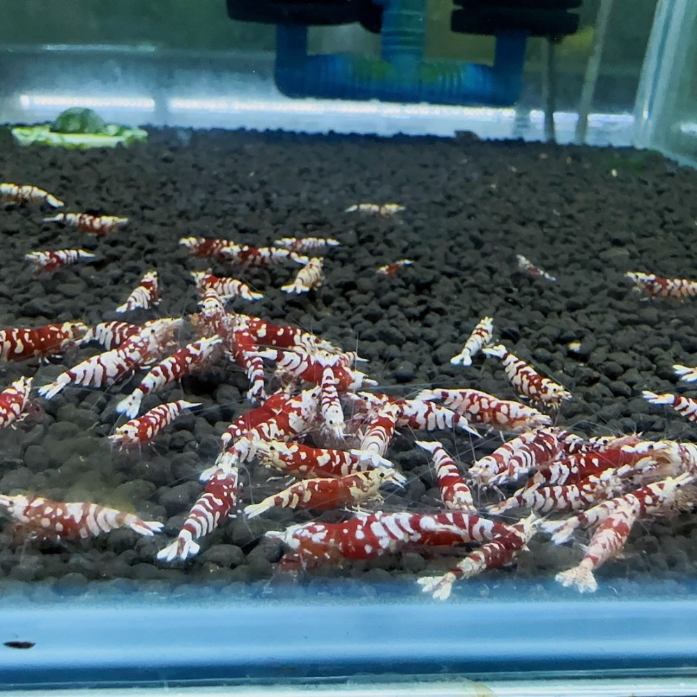 【光欣蝦舍水族】高級釣餌海鮮飼料.紅花虎水晶蝦飼料.水族.高級飼料觀賞蝦飼料-細節圖6